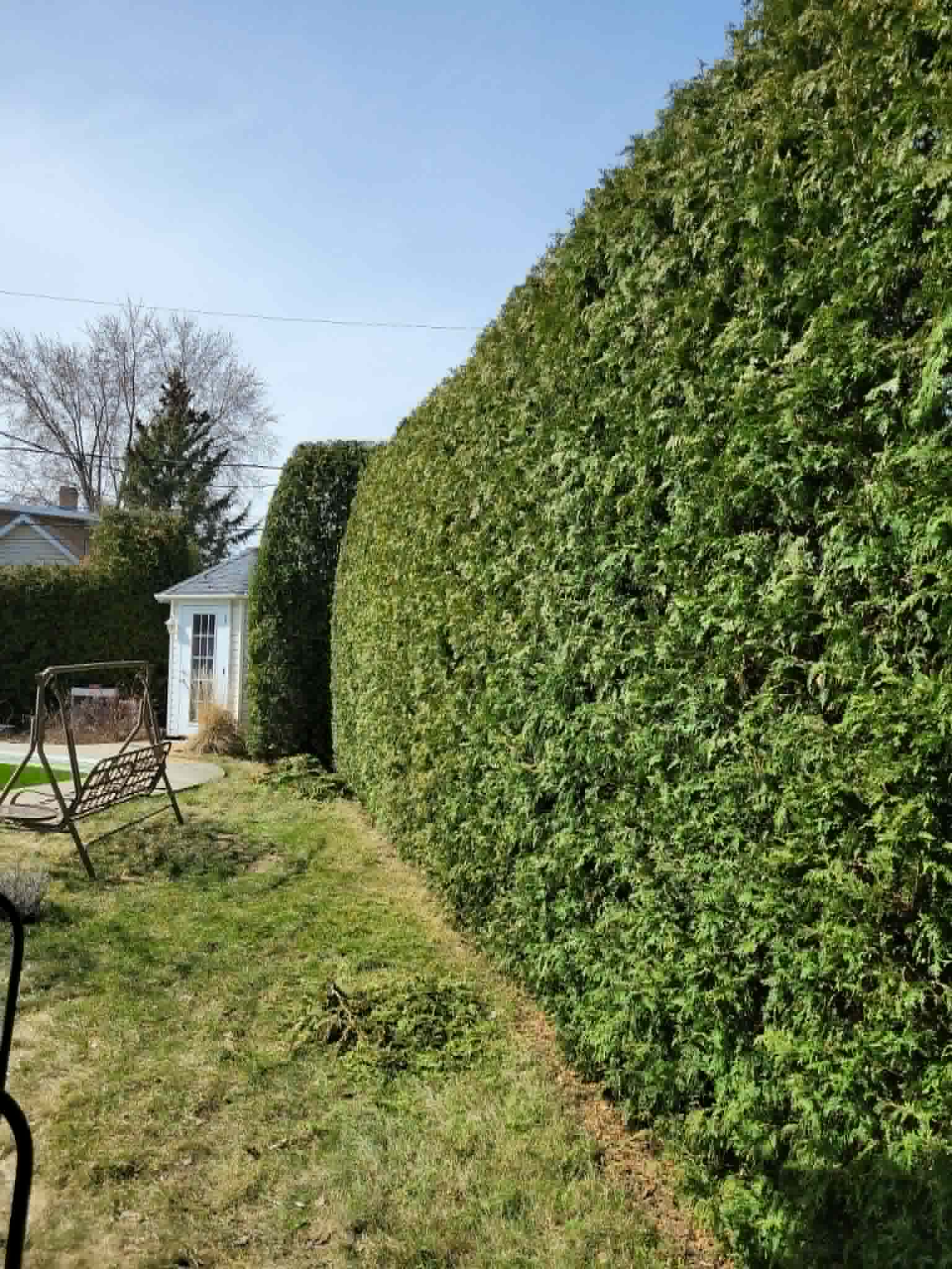Haie en bordure